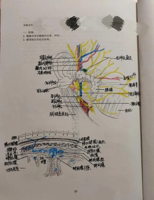 画画怎么学解剖_1