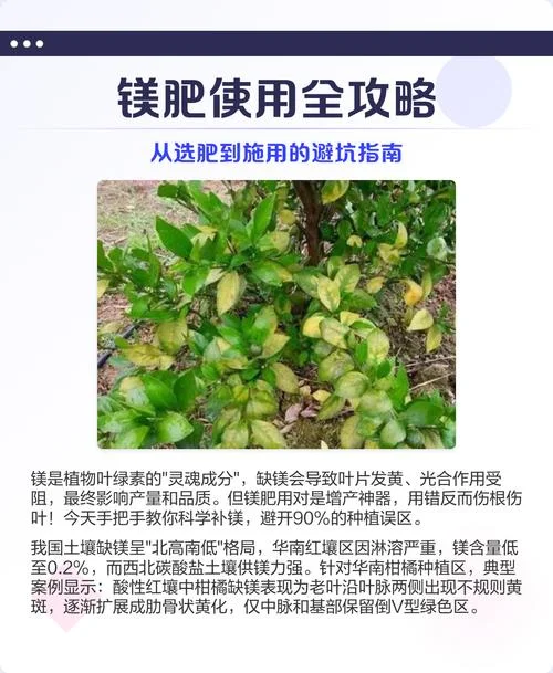 钙镁磷肥一亩地用多少_2
