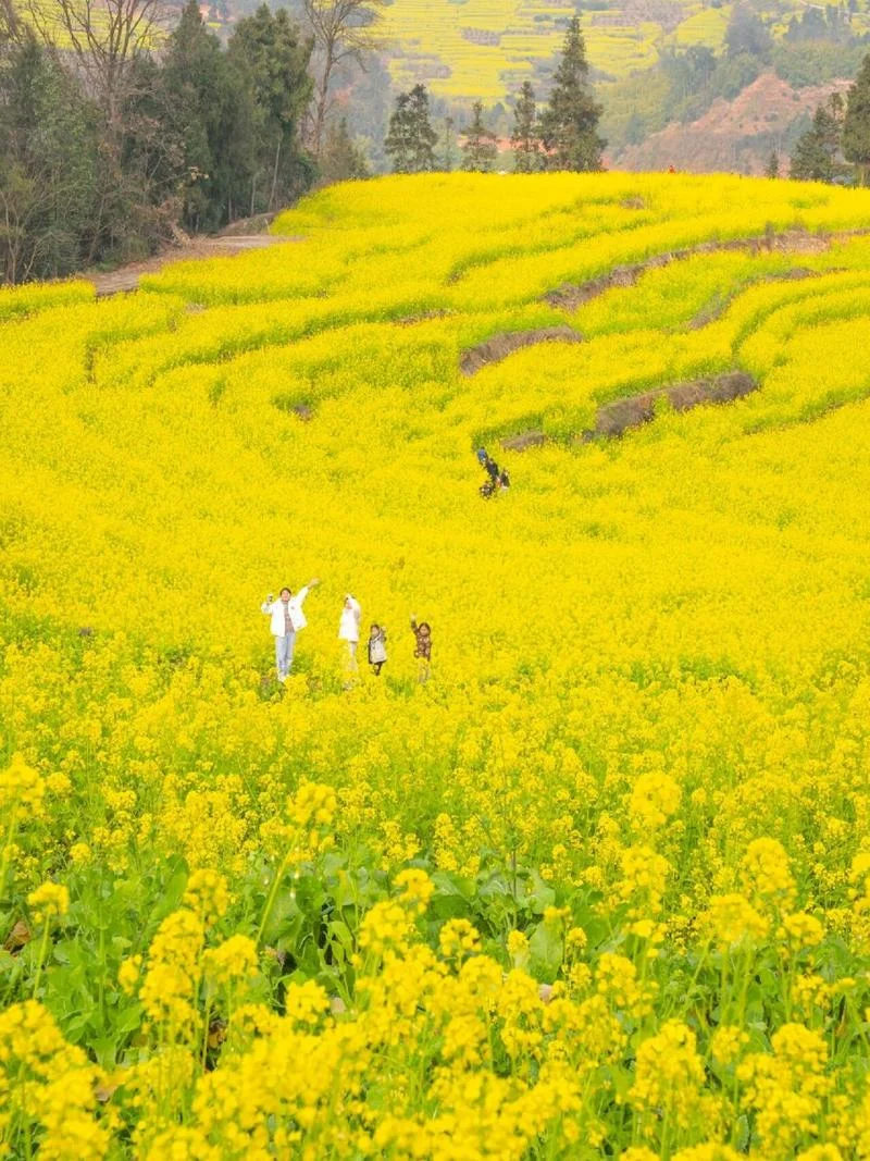 成都油菜花景点在哪里_2