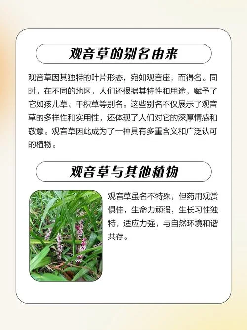 观音草又叫什么_2