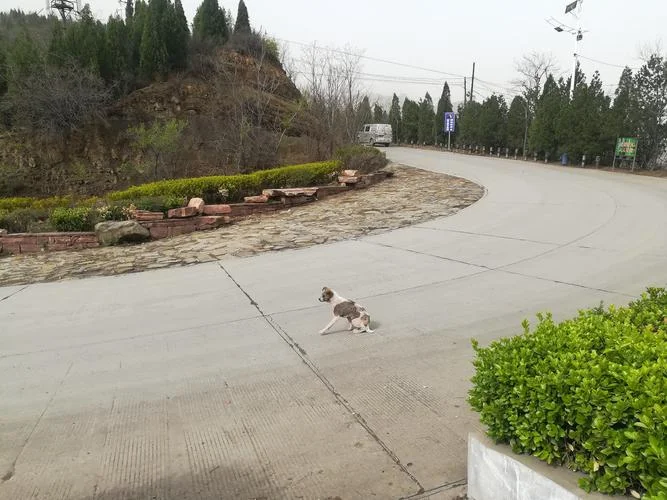 梦见狗挡道_2