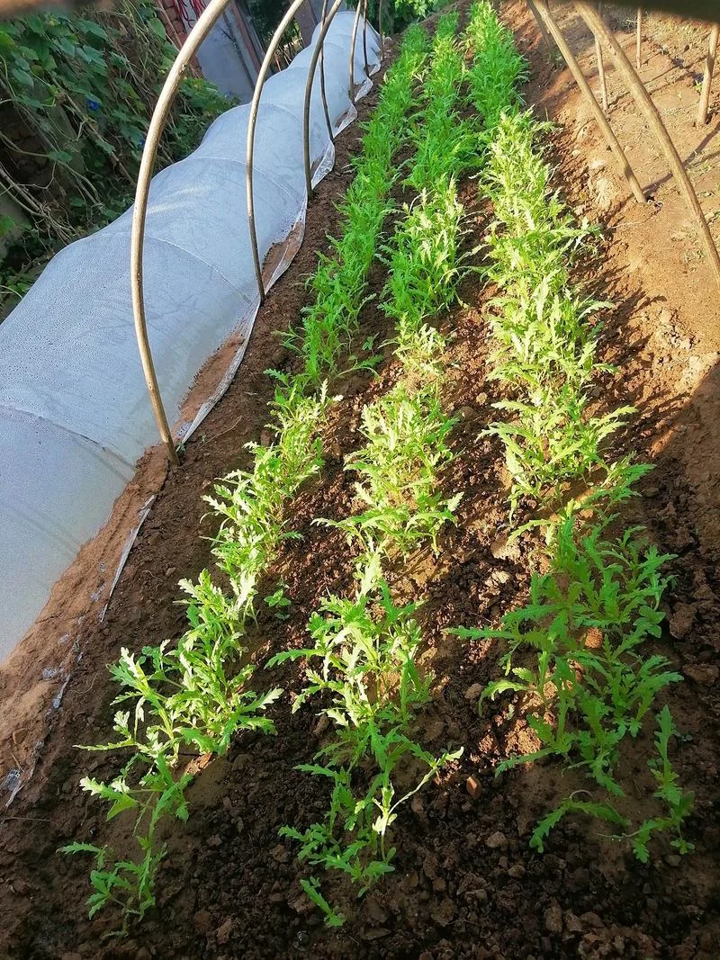 茼蒿北方几月份种植_2