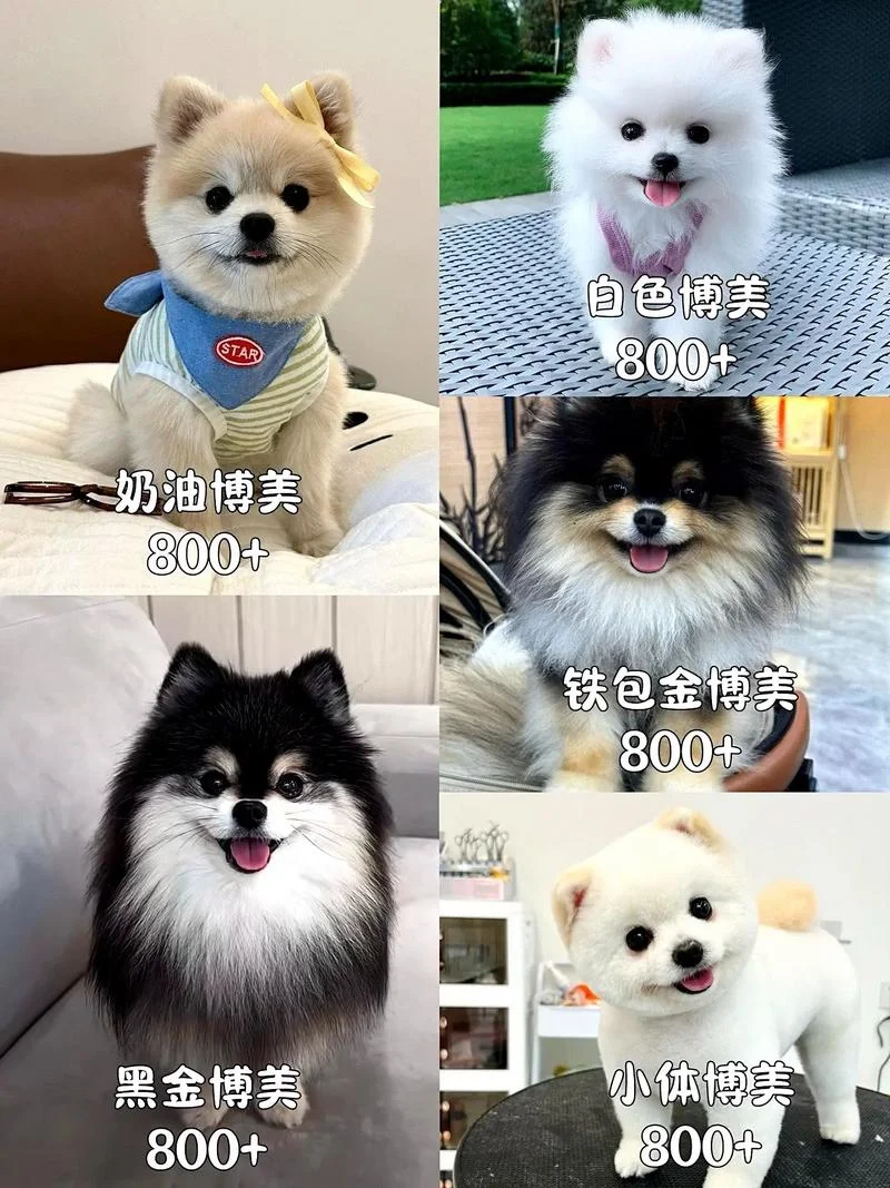 博美犬起名字母_1
