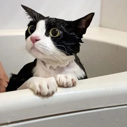 抖音网红猫叫什么_2