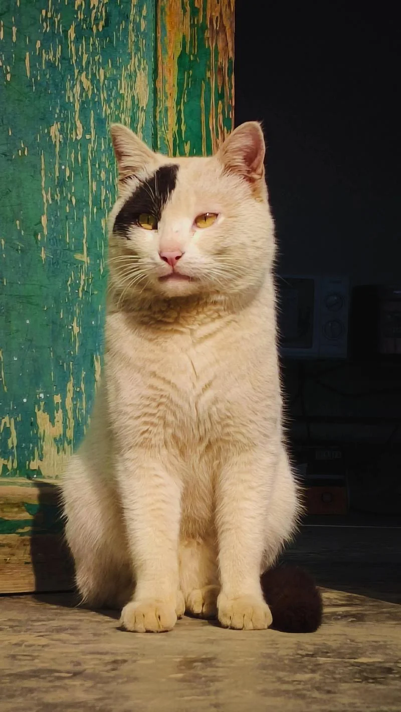 老猫多大了_2