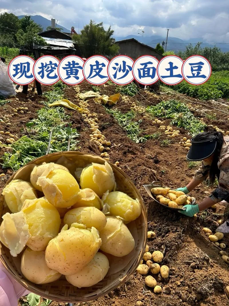 梦见买土豆什么征兆_1