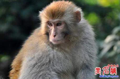 美名腾起名网打分_1