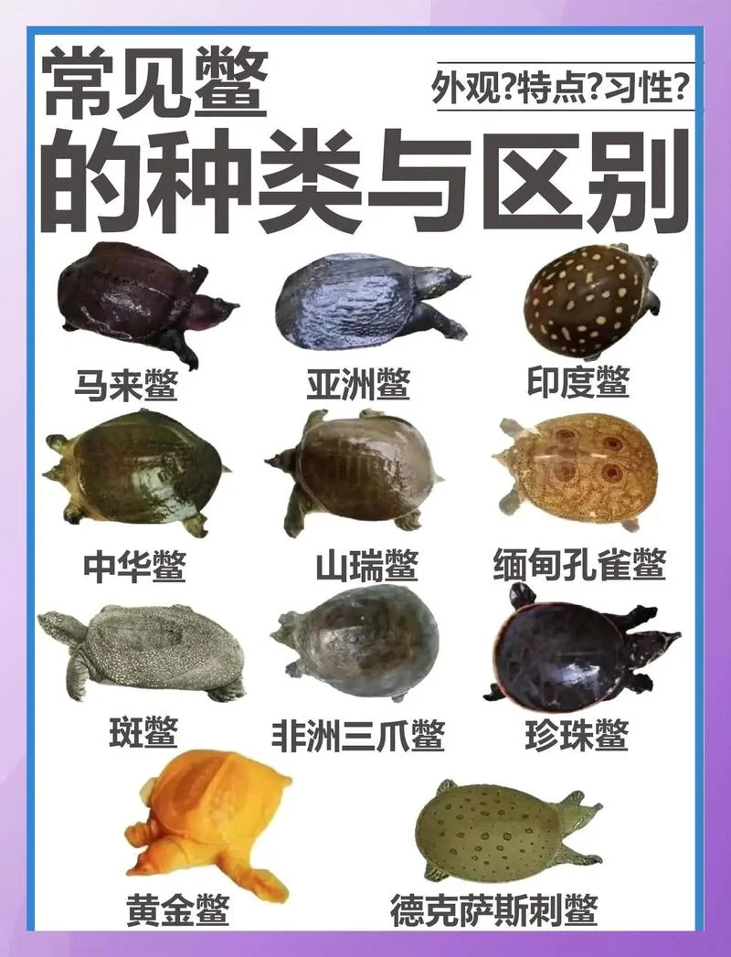 一亩地养多少个甲鱼_1