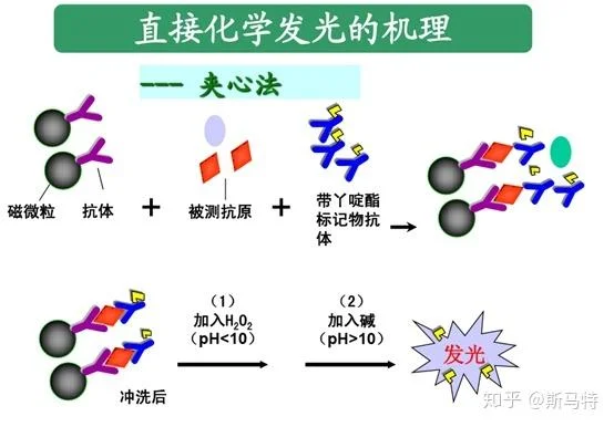 化学发光免疫检测原理_1