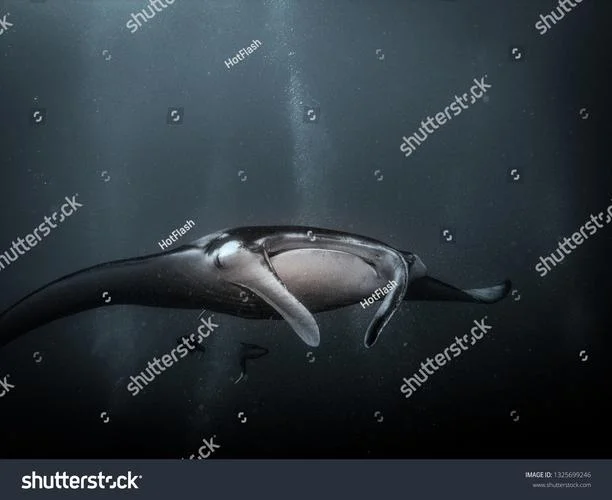 manta ray 中文叫什么_1