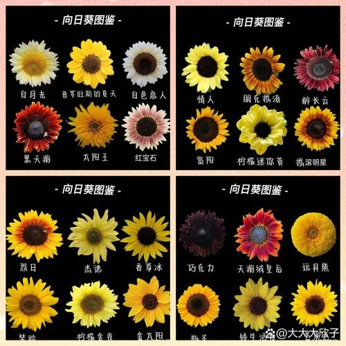 像向日葵的花叫什么-向日葵的花名