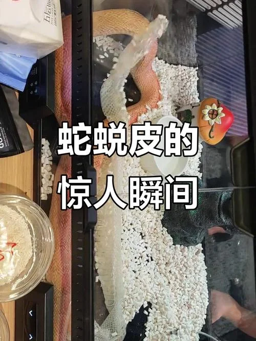 做梦梦到蛇脱皮是什么意思_1