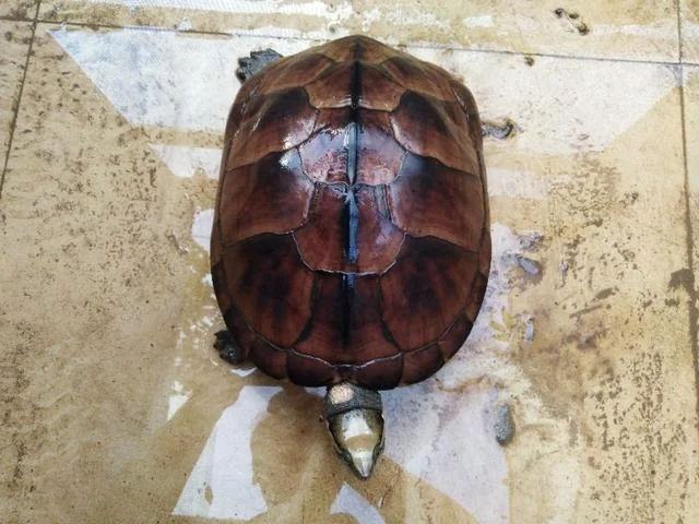 梦见石龟在水里_1