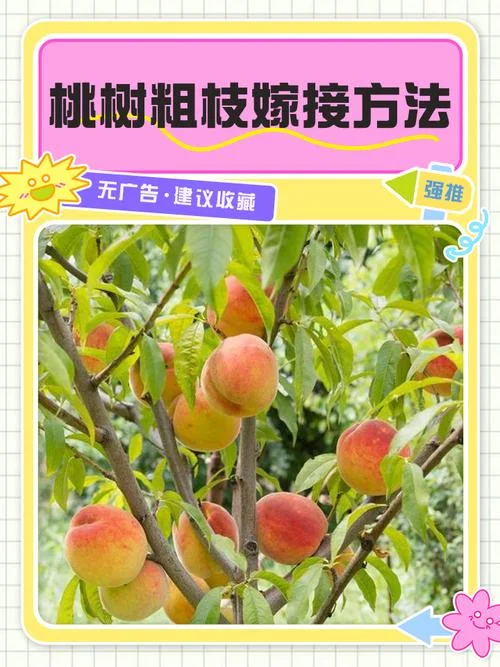 嫁接桃树最好是几月份_1