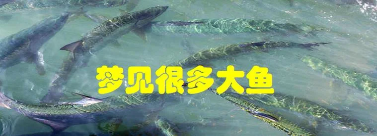 梦见看到大鱼-梦见巨鱼