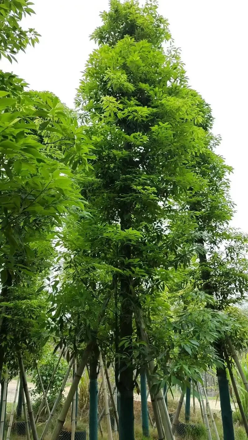 金丝楠木20年能长多大_1