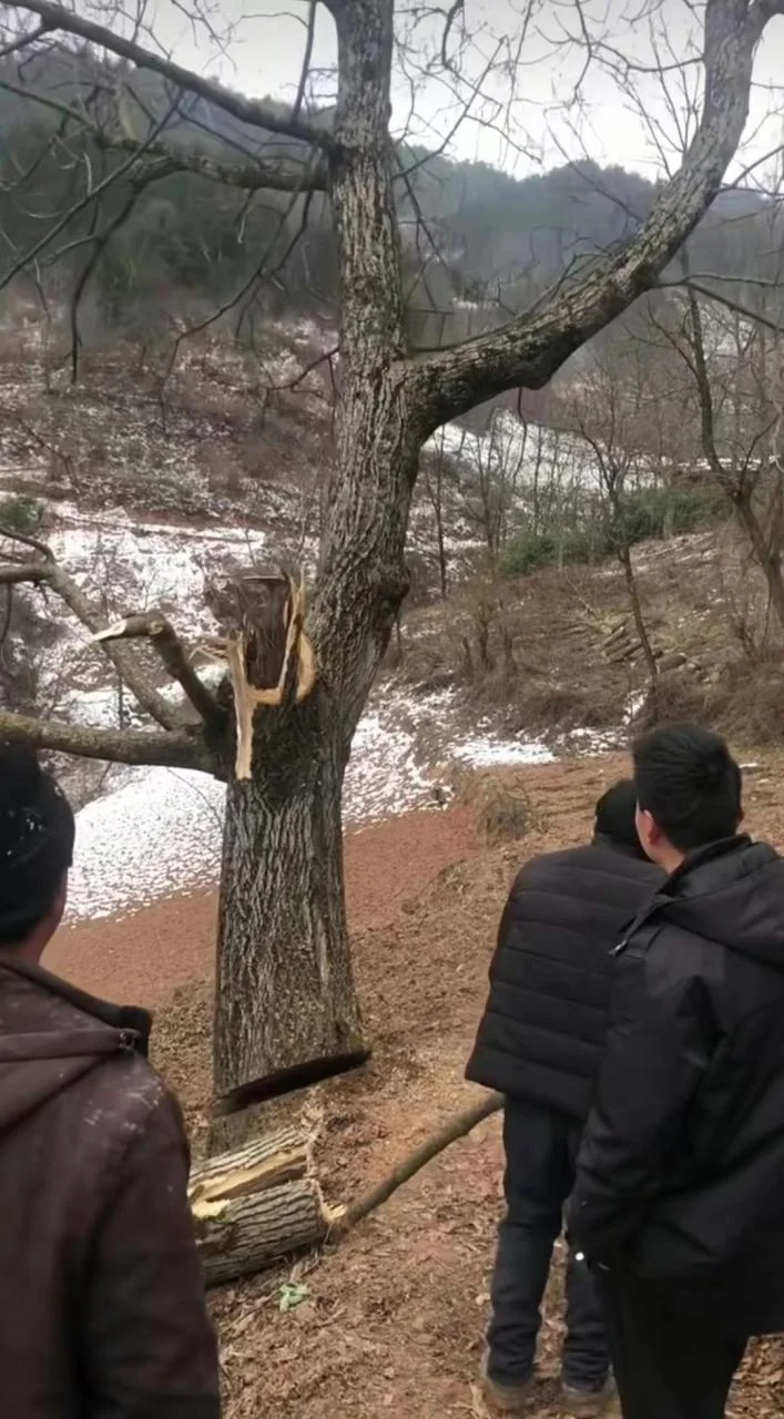 梦见别人砍掉树头_1
