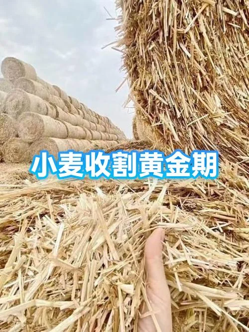 小麦什么时间几月收割_1