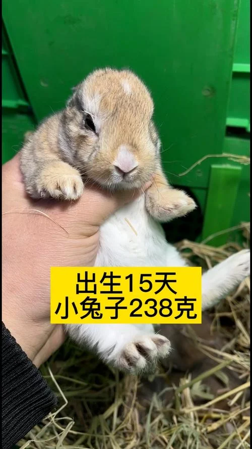 兔哪一年出生_1