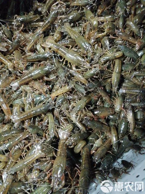 几月份能看到小龙虾苗_1
