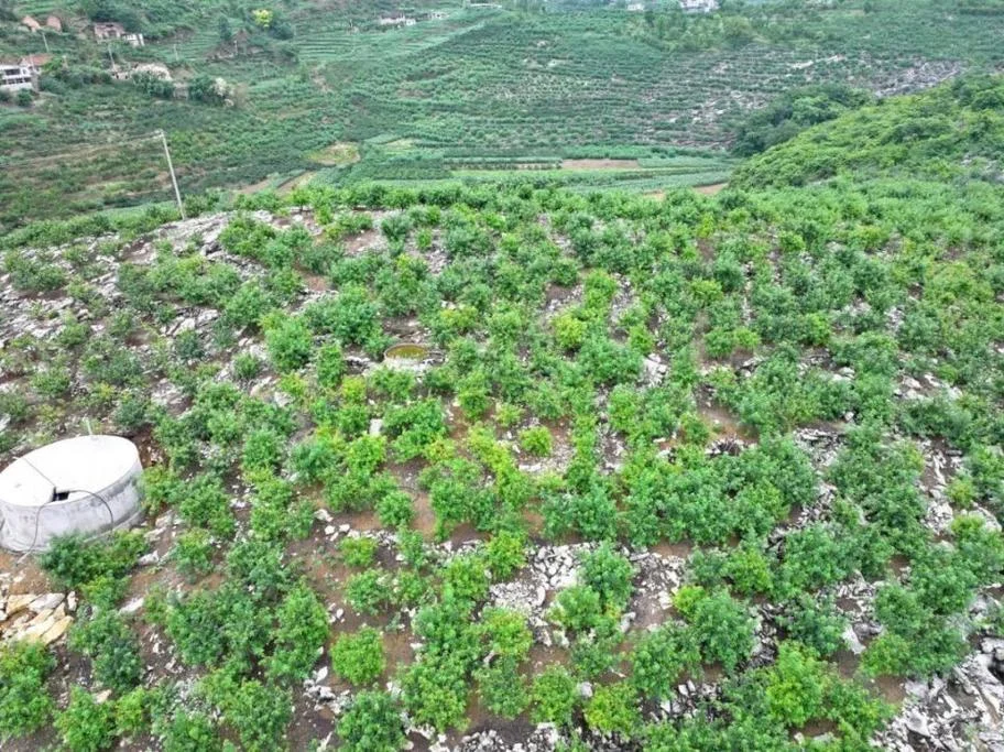 花椒一亩地能产多少斤_1