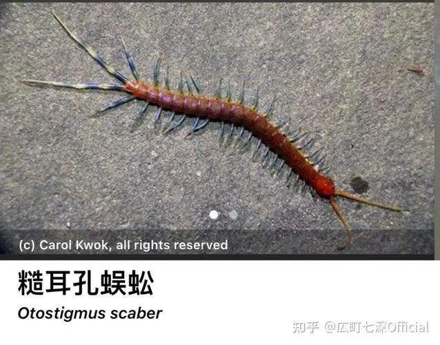 梦见蜈蚣然后打死蜈蚣是什么预兆_1