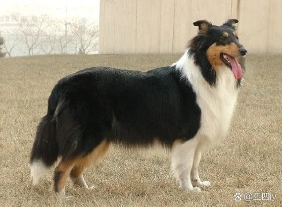 黑白两色的狗叫什么_1