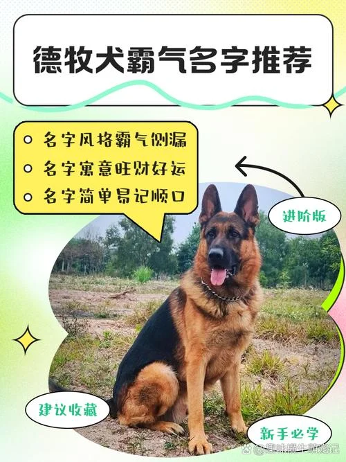 冠毛狗起名字大全-冠毛犬取名大全