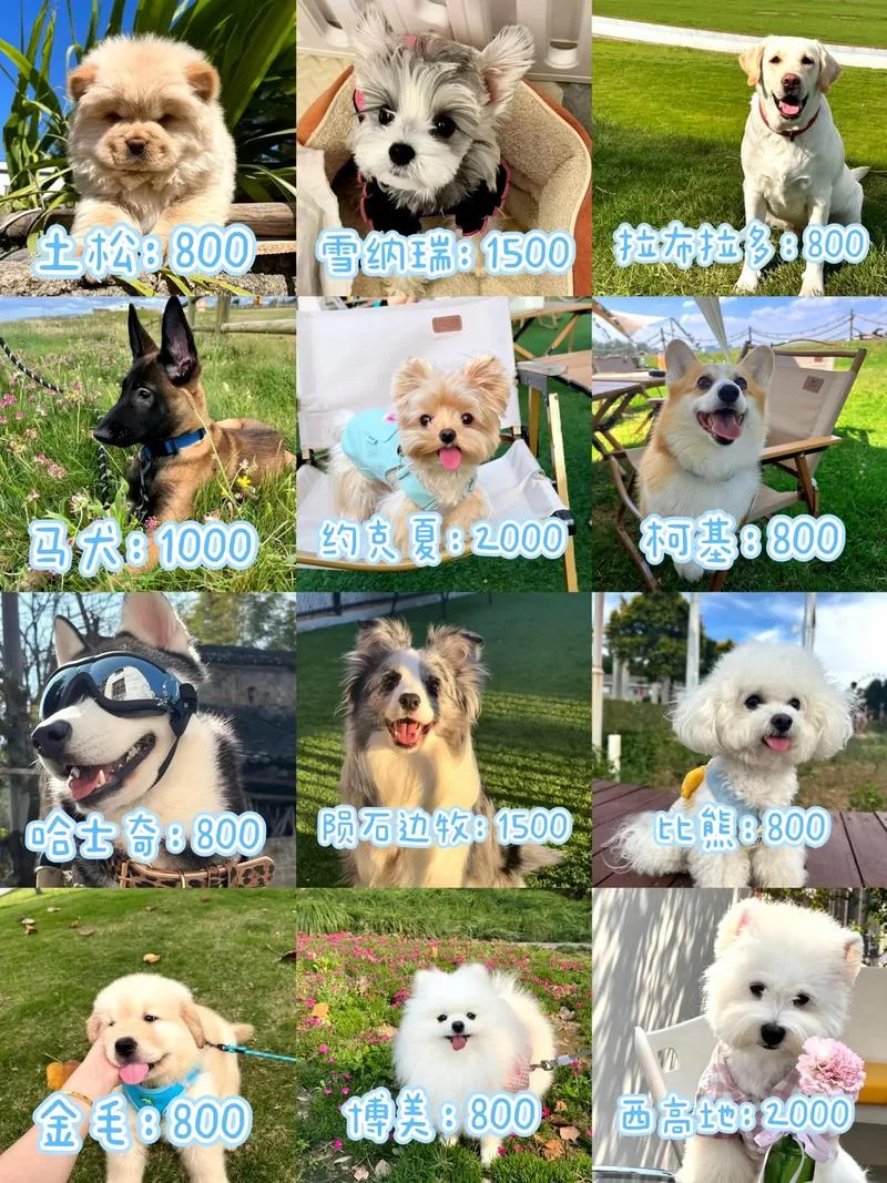 600元买什么狗-600 元买啥狗