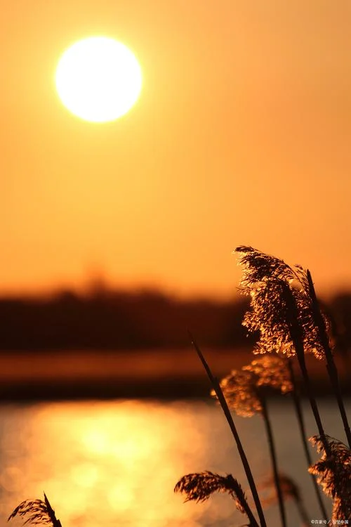 夕阳无限好只是近黄昏是谁写的_2