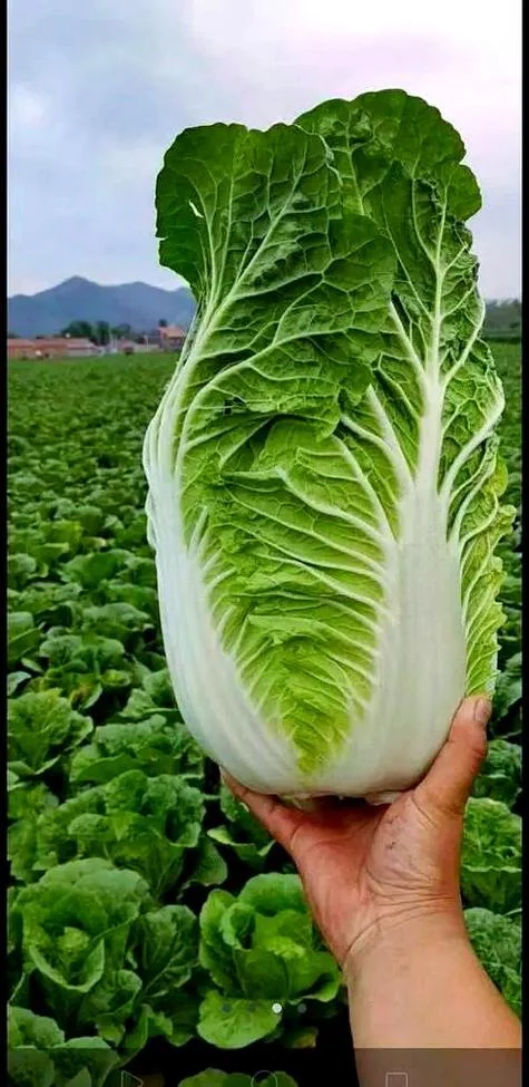 梦见自己购买白菜_1