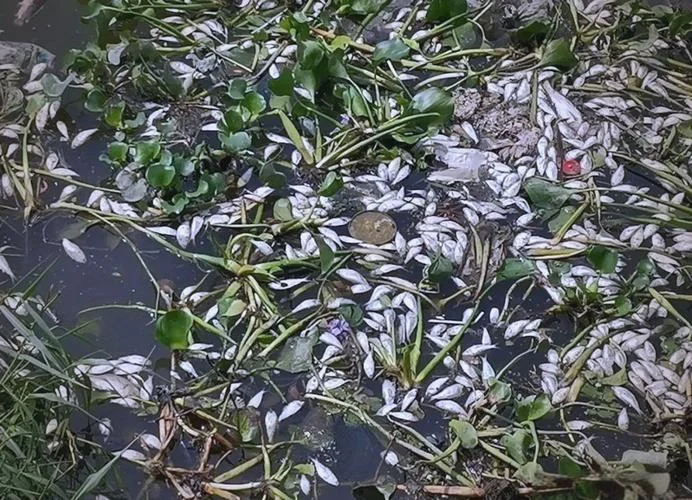 梦见很多死鱼死鸭_2