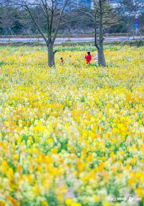 广东油菜花旅游景点在哪里-广东油菜花景点