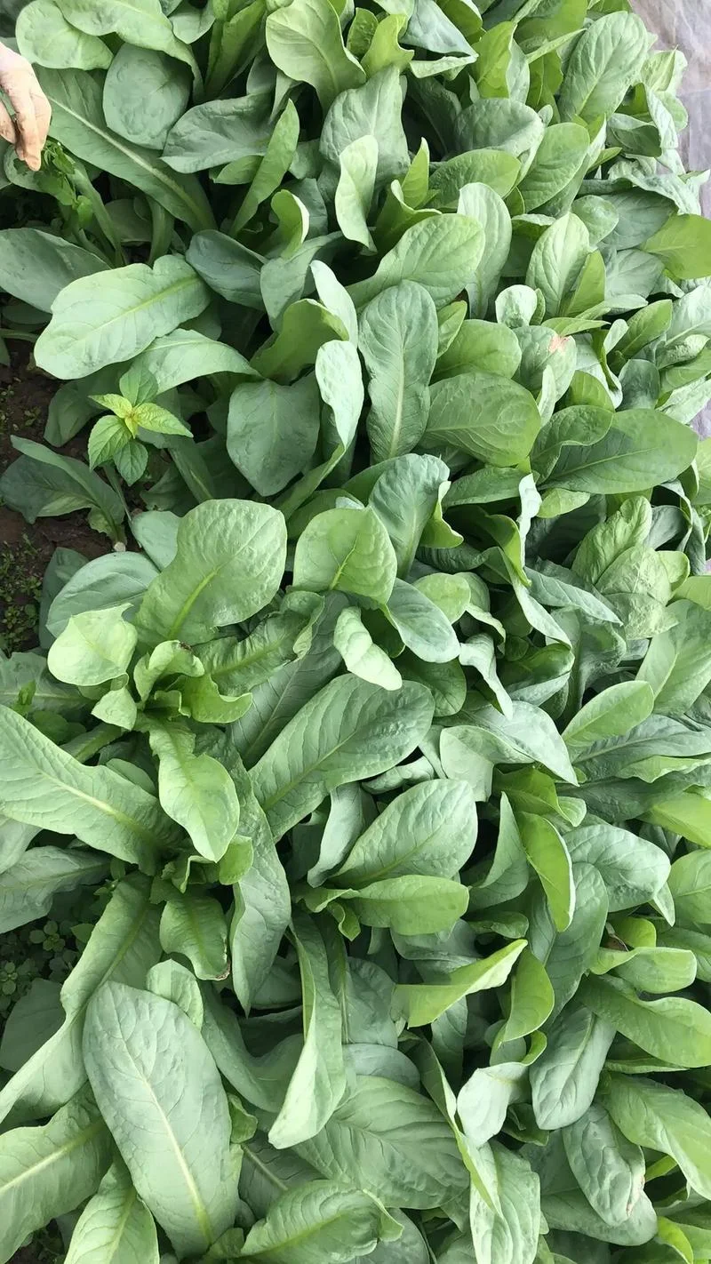 梦见摘青菜-梦见采摘青菜