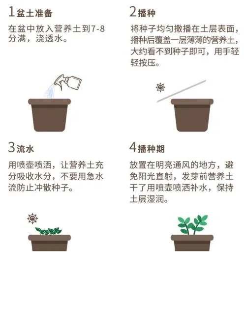 月季花种子几月种-月季花种子何时种