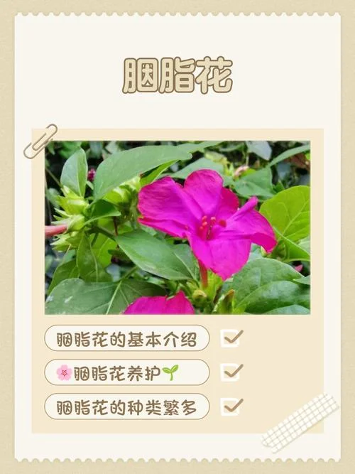 胭脂是什么意思_1