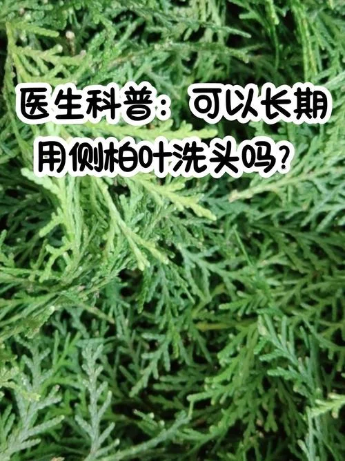 侧柏叶生发怎么用-侧柏叶生发怎么用