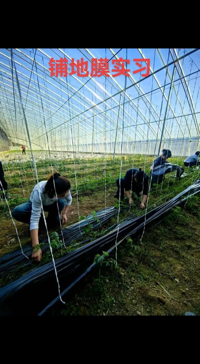 哪里能学大棚种植技术_1