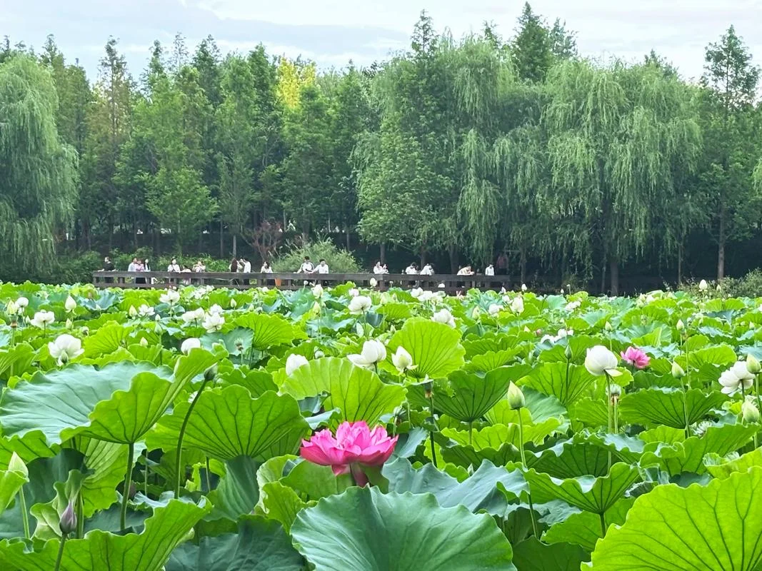 误入藕花深处上一句话-误入藕花深处