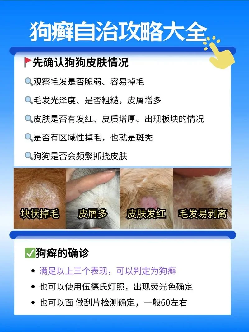 狗狗得了真菌怎么办-狗狗真菌病怎么办
