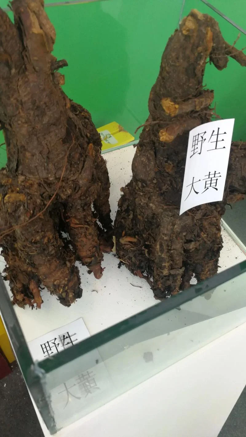 大黄是什么药哪里买_1