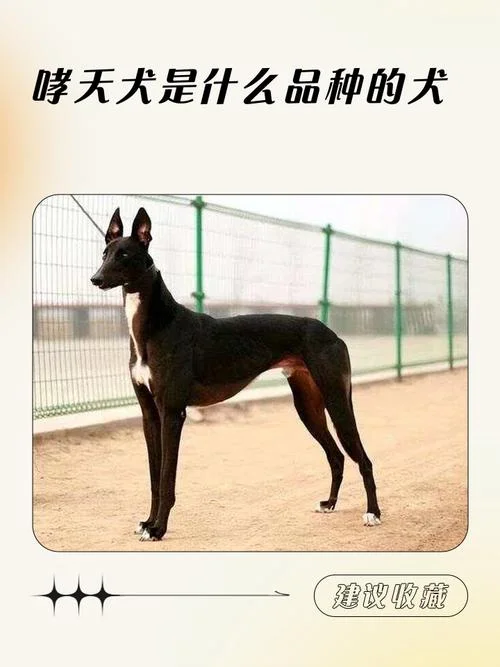 周公解梦梦见大型犬-周公梦大型犬