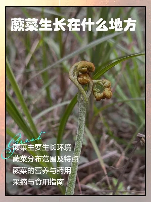 几月份长蕨菜-几月份长蕨菜