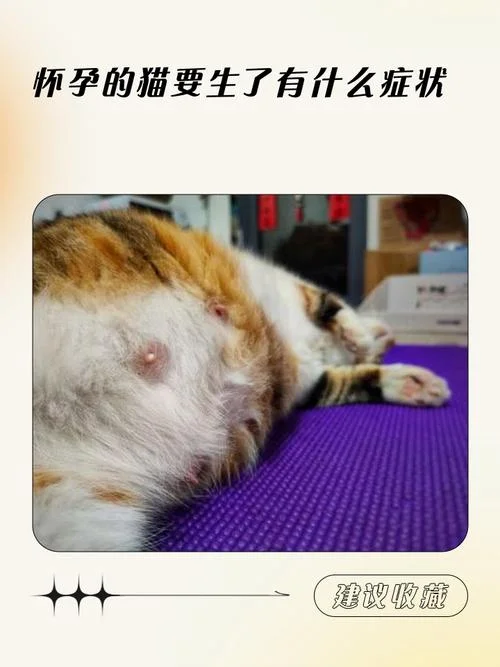 怀孕的人做梦梦到猫_1