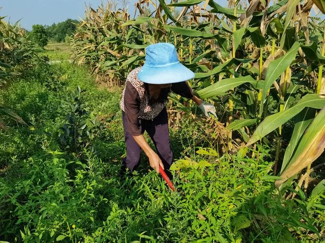 梦到摘黄豆-梦摘黄豆