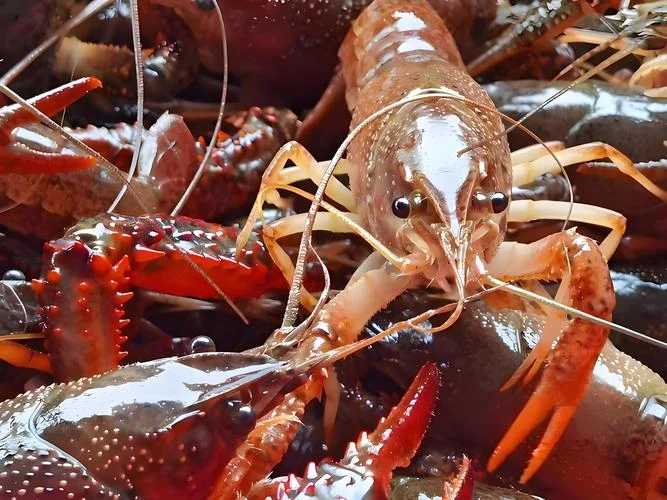 养殖20亩龙虾利润多少_1
