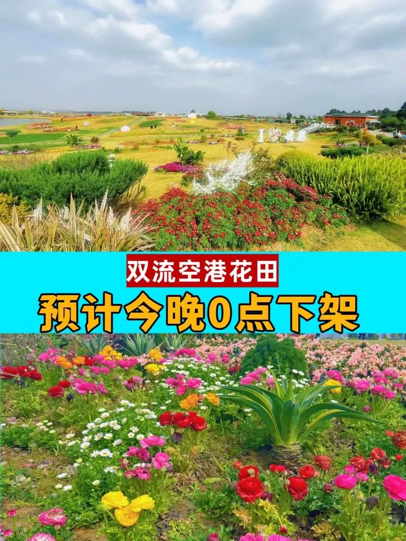 空港花田几月去有花_2