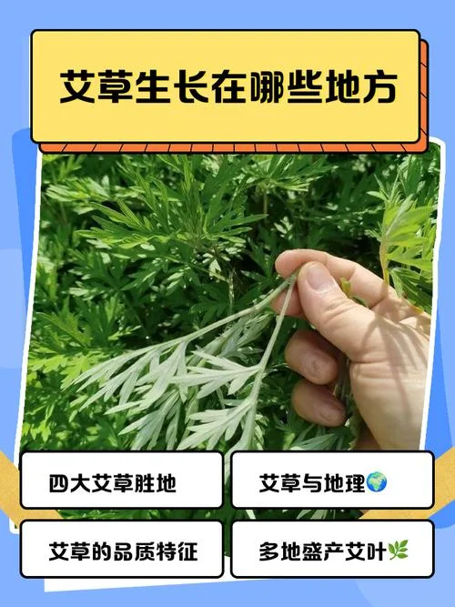 什么是艾_1