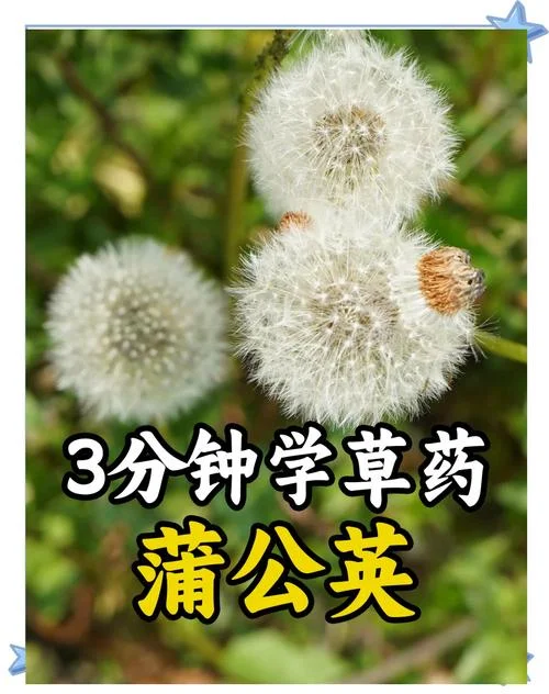 蒲公英又叫什么俗名-蒲公英俗名多