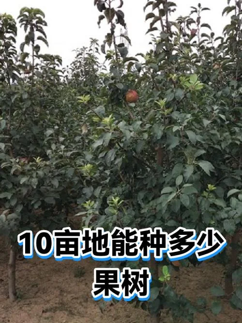 桃树一亩地种多少棵_1